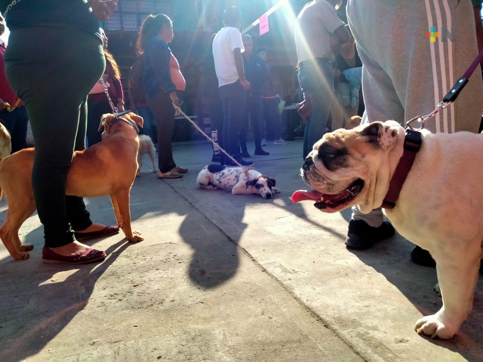 Realizan esterilizaciones gratuitas de perros y gatos en colonia de Xalapa